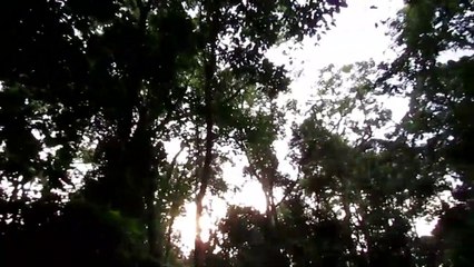 Sons da Natureza - Amanhecer na Floresta