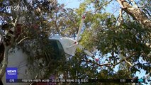 [이 시각 세계] 가정집 뒤뜰 나무에 걸린 '경비행기'