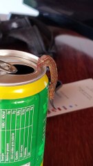 Little Lizard Loves Pineapple Juice