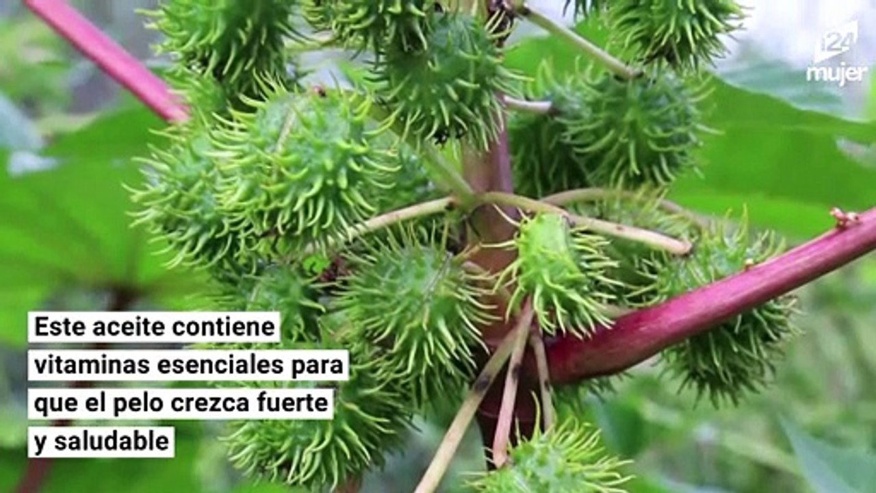 Cinco recetas naturales que podrían ayudar a que tus cejas crezcan