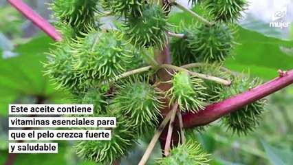 Cinco recetas naturales que podrían ayudar a que tus cejas crezcan