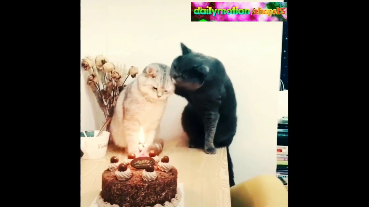 KOMPILASI VIDEO KUCING LUCU 2020