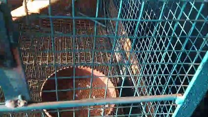 Love birds cage making