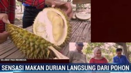 Sensasi Makan Durian Langsung Petik dari Pohon