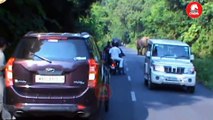 Elephant Chasing Due To Foolish Activity.