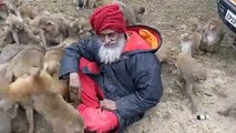 A fearless monk who feeds monkeys in India - the real monkey man