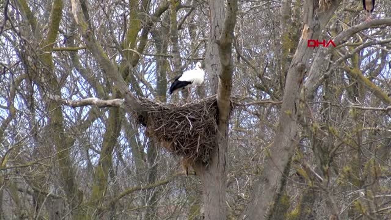 SAMSUN Kızılırmak Deltası Kuş Cenneti'ne leylekler döndü