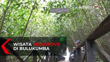 Tải video: Wisata Luppung Mangrove, Alternatif Wisata Alam di Bulukumba