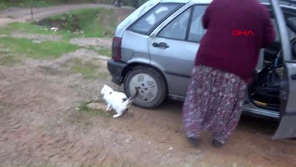 MERSİN Bağkur maaşı ile sokak hayvanlarına bakıyorlar