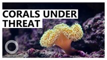 Great Barrier Reef may soon face dangerous bleaching period