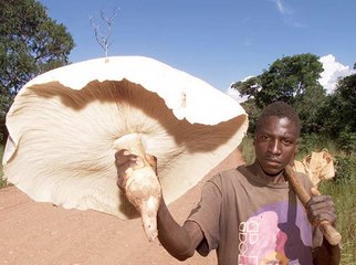 Un seul de ces champignons géants peut nourrir 10 personnes