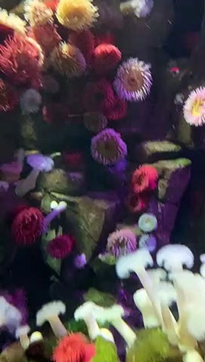 Deep sea In canada #animal #fis