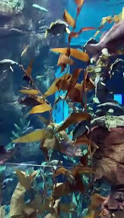 #Sea World #fishes #canada