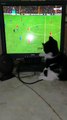 Kitty Big Fan Of Mo Salah And Liverpool On Live Match