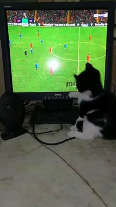 Kitty Big Fan Of Mo Salah And Liverpool On Live Match