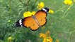 Best neture seen || butterfly seat flowers