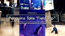 Penguins wander empty Chicago Shedd Aquarium during coronavirus closure