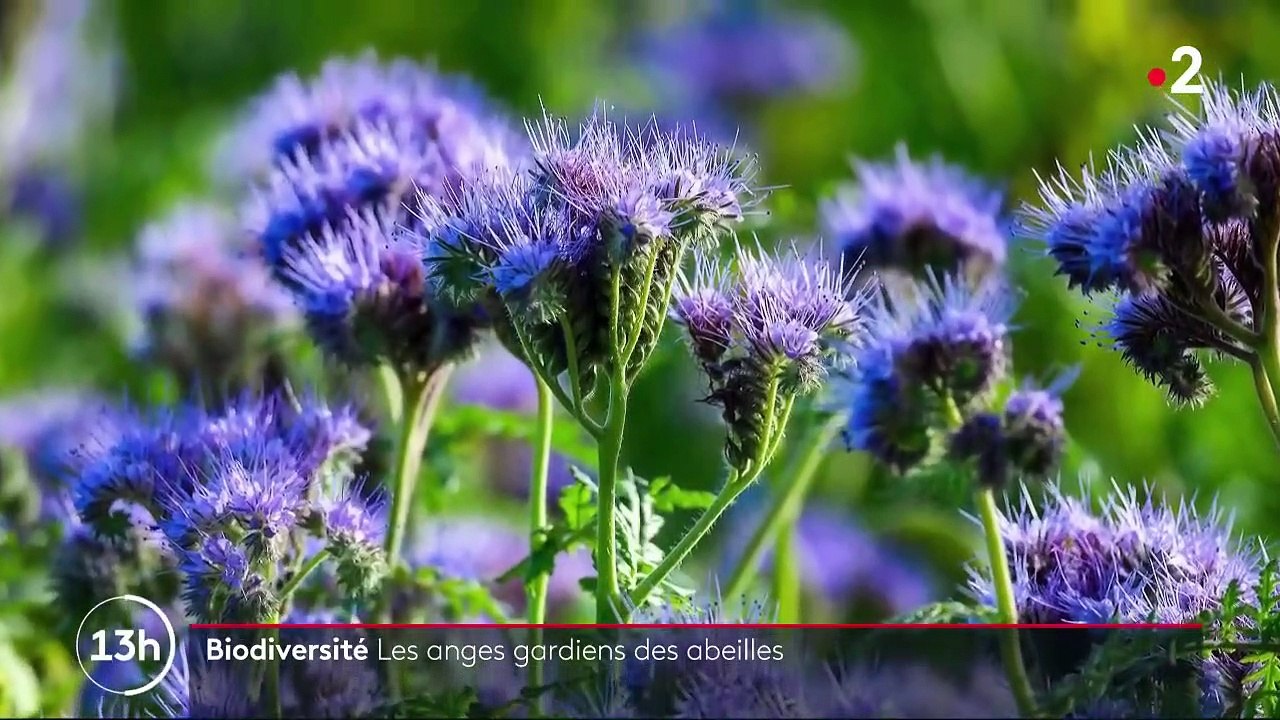 Biodiversité : les animaux nous rapportent beaucoup, et en particulier, les abeilles