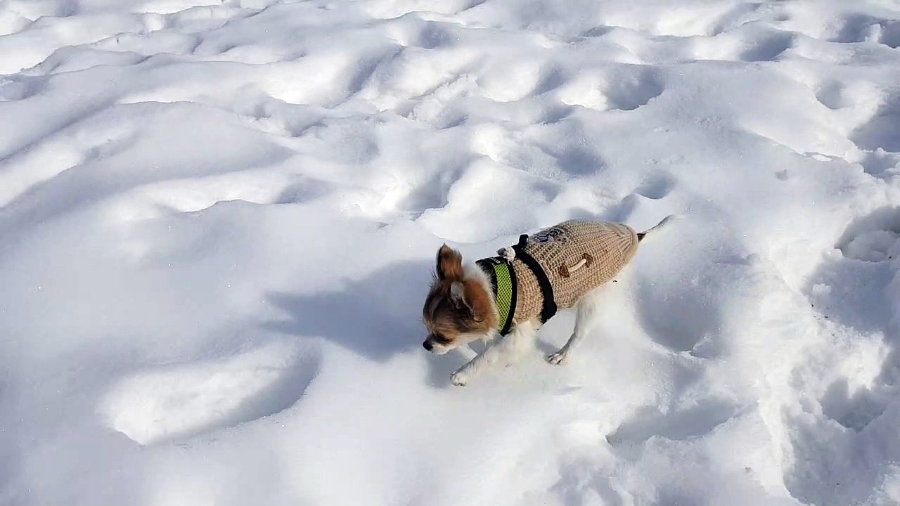 Phandor découvre la neige
