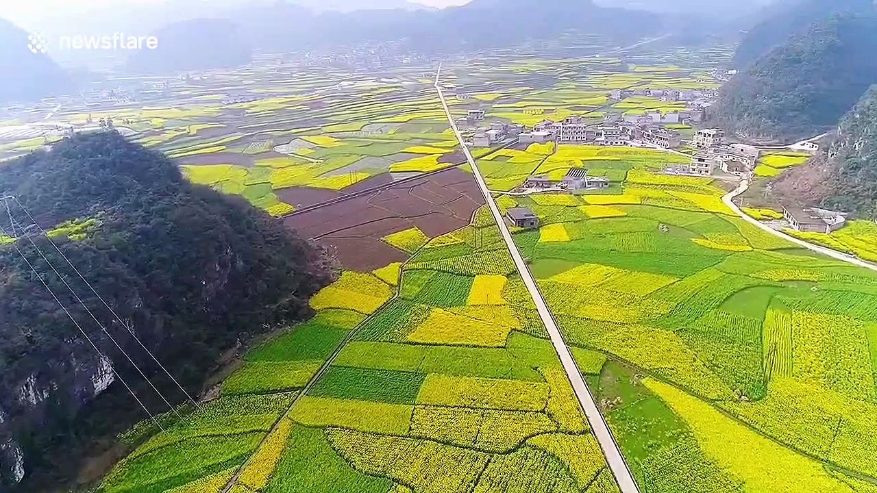 Chinese fields glossed in yellow as rapeseed flowers bloom