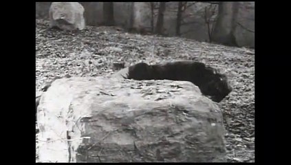 A Beast With Two Backs - Dennis Potter - 1 of 2