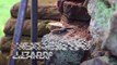 Tiny Godzillas: City Lizards Developed Heat-Resistant Bodies