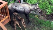 Moose Mom Feeds Hungry Calves Behind House