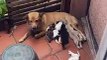 Recently Adopted Stray Kitten Fed by Mothering Dog