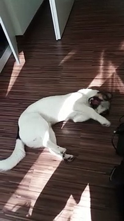 Dog Looks Like An Act From Cirque Du Soleil