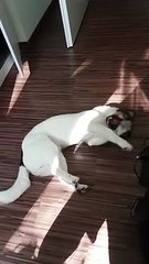 Dog Looks Like An Act From Cirque Du Soleil