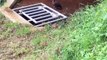 Australian Man Rescues Ducklings Trapped in a Storm Drain