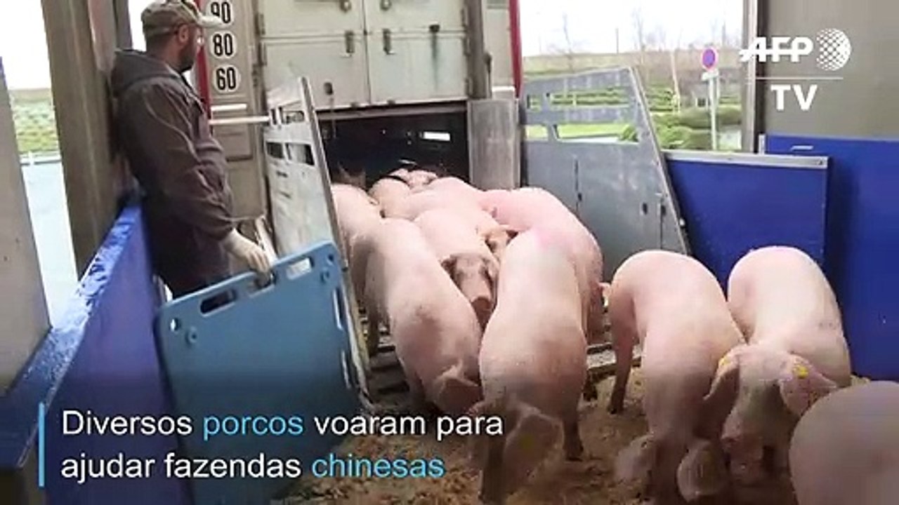 Porcos voaram para a China