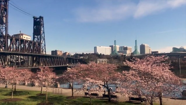 The cherry blossoms are in full bloom