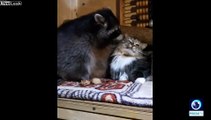 3 animaux improbables deviennent meilleurs amis : chien, chat et raton laveur !