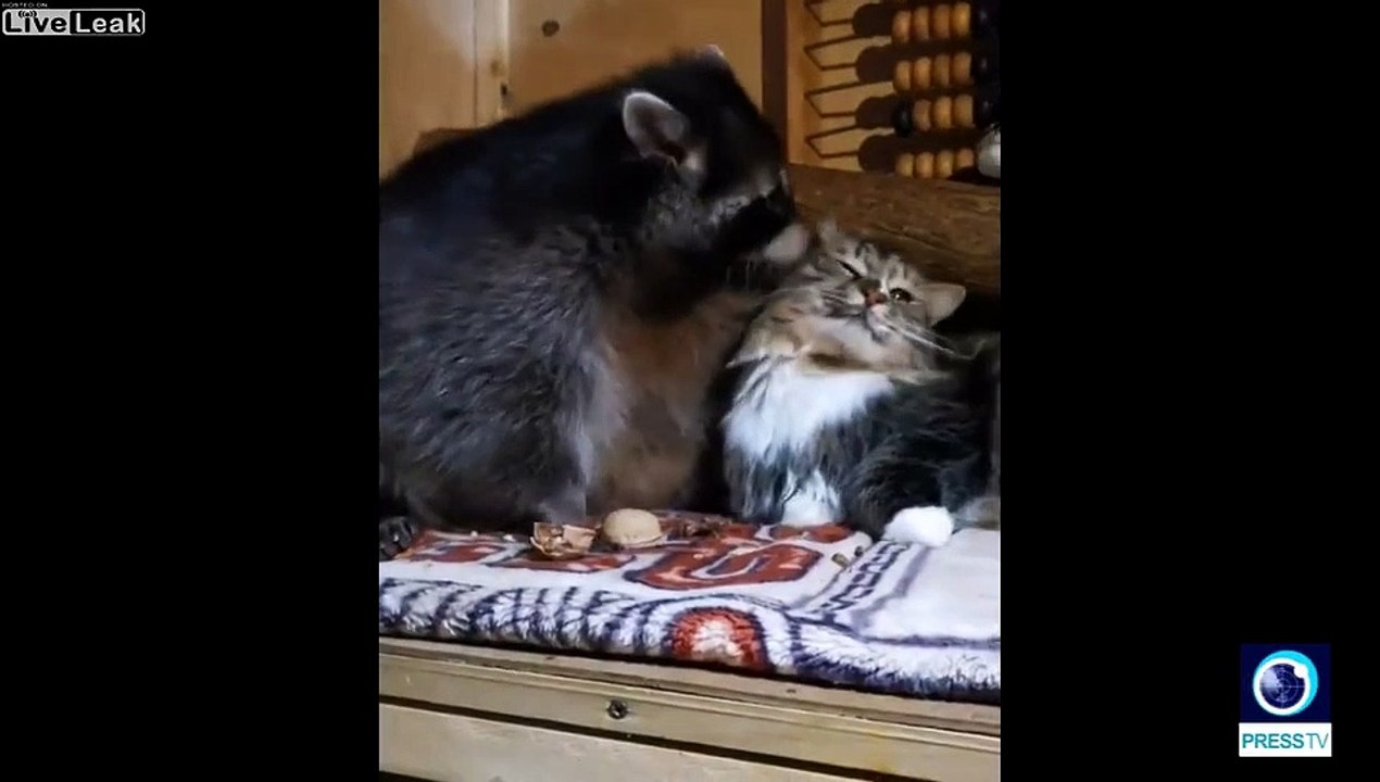 3 animaux improbables deviennent meilleurs amis : chien, chat et raton laveur !