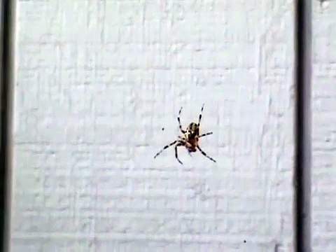 Cette araignée est effrayée par les cris... Trop mignon