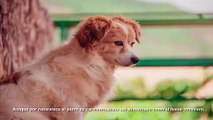 TODO SOBRE LOS PERROS EN 1 MINUTO