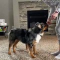 Adorable Mini Aussies Leap and Move for Treats