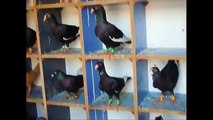 world Unique amazing pigeon farm - fancy pigeon loft - fancy Pigeons breedingpairs.