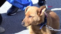 BURSA Öğrencilerin 'Sakin' adını verdiği köpek, okulun maskotu oldu