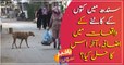 Stray dogs cases increase in Sindh