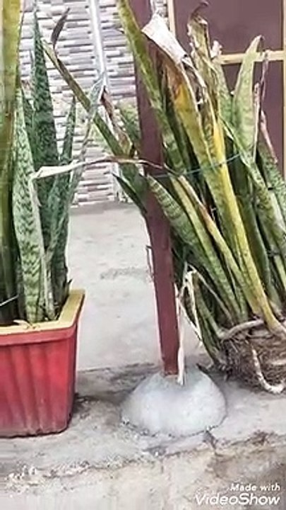 Pot plant