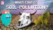 What Is SOIL POLLUTION | LAND POLLUTION | What Causes Soil Pollution | Dr Binocs Show |Peekaboo Kidz