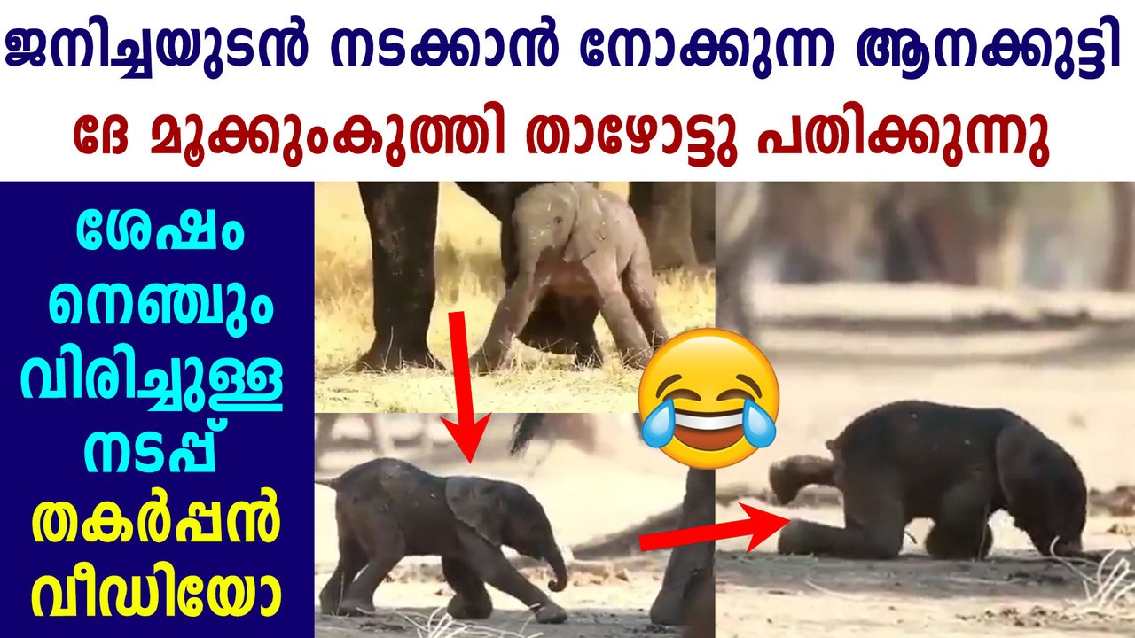 Baby Elephant Trying To Take First Steps Wins Social Media | Oneindia Malayalam