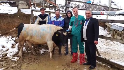 15 kilo doğan prematüre buzağı, 14 ayda 395 kiloya ulaştı