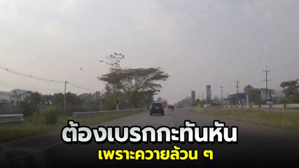 อีกแล้ว ! ต้องเบรกกะทันหันเพราะ ควายแท้ ๆ ไม่มีอื่นผสม ขวางกลางถนนไม่หลบด้วย