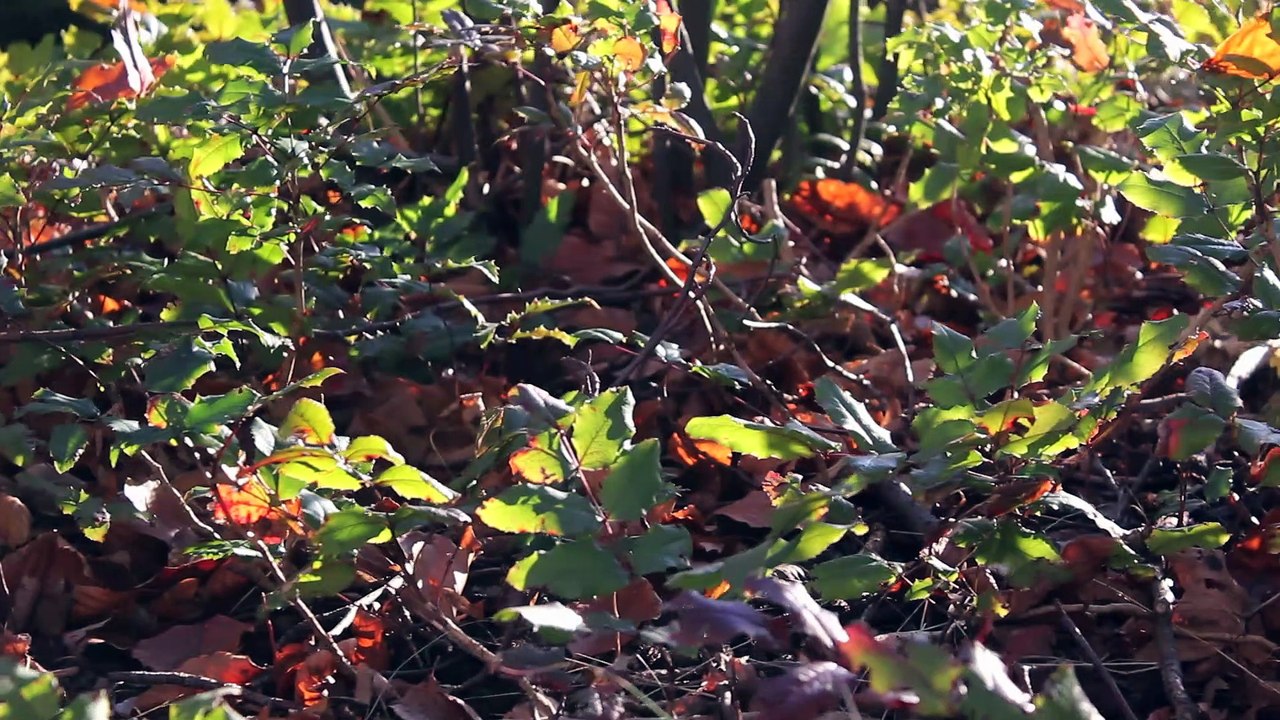 Spirit Sound Pinneberg 2013 Folge 13 /Full Film/Complete Movie/Ganzer Film