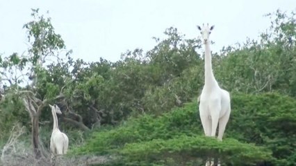 La seule girafe blanche femelle du monde a été t*ée avec son petit...