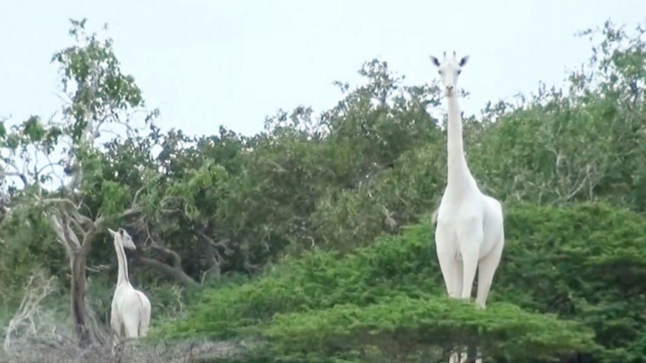 La seule girafe blanche femelle du monde a été t*ée avec son petit...