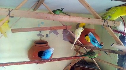 Colorful Love birds Video | Nature is Amazing
